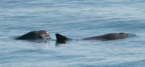 Sea Shepherd - Operation Milagro photo copyright Sea Shepherd taken at  and featuring the  class