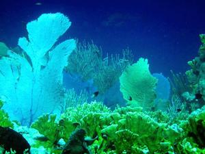 A reef provides ample vegetation for it’s fish inhabitants and amazing photo ops for an underwater swimmer photo copyright Karen E. Lile taken at  and featuring the  class