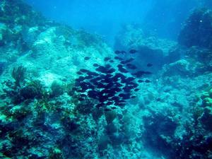 Following a school of fish at the Indians, a great dive spot photo copyright Karen E. Lile taken at  and featuring the  class
