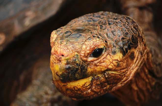 Giant land tortoise at Charles Darwin Sanctuary © Annika Fredriksson