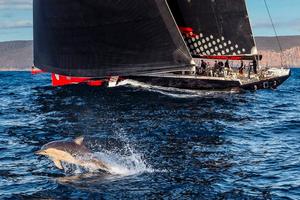 Comanche (USA) approaching Tasmania to claim line honours - 2015 Rolex Sydney Hobart Yacht Race photo copyright Rolex / StudioBorlenghi / Stefano Gattini taken at  and featuring the  class