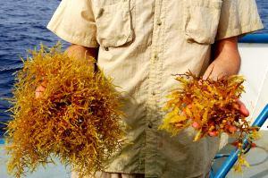 Two Variants of Caribbean Sargasso photo copyright Joan Conover taken at  and featuring the  class