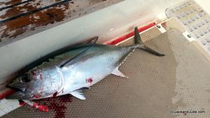 One of three Yellowfin Tunas caught – one on each leg of our journey to the east coast photo copyright Jack and Jude taken at  and featuring the  class