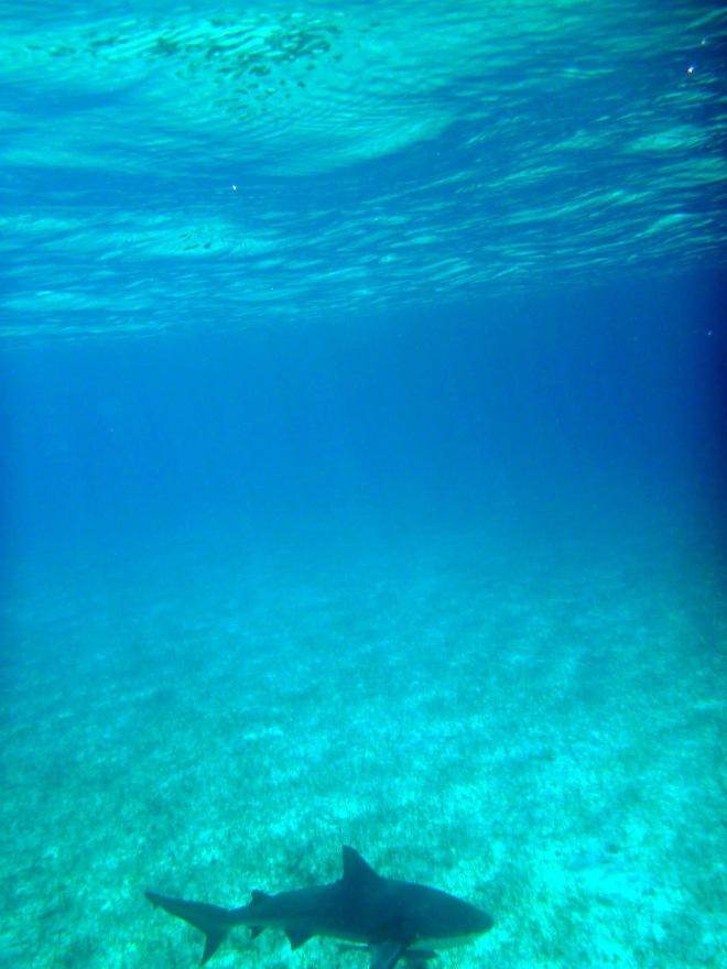 Bull Shark Photographed from the dingy after a rapid exit © SV Taipan