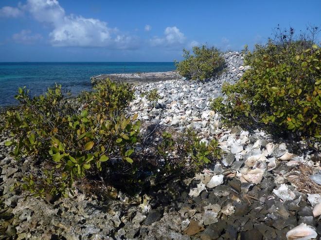 A Conch Shell Midden.... traces of the work of many fishermen over many years at Water Cay © SV Taipan