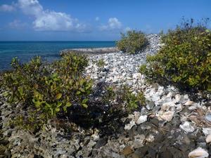 A Conch Shell Midden.... traces of the work of many fishermen over many years at Water Cay photo copyright SV Taipan taken at  and featuring the  class