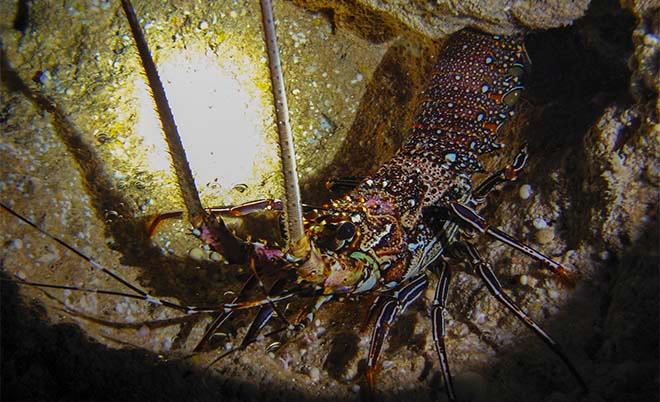 Painted Cray in cave © Annika Thomson