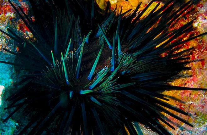 The sea urchins aren't black when you look close © Annika Thomson