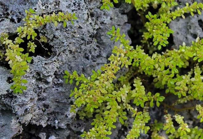 Vegetation amongst limestone cliffs © Annika Thomson