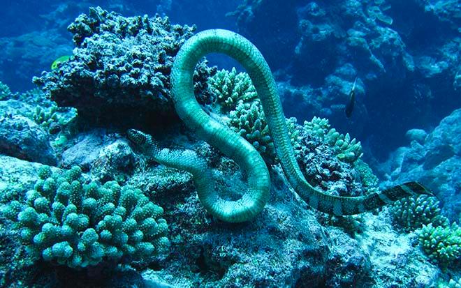 Sea Snakes were everywhere © Annika Thomson