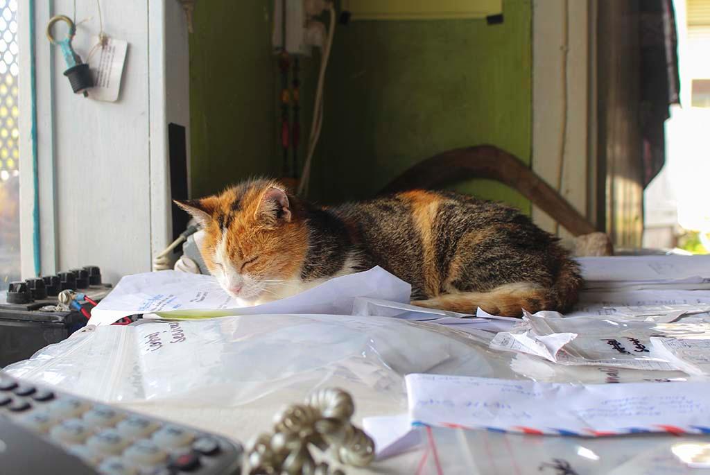 Cat hard at work in the Niue Yacht Club © Annika Thomson