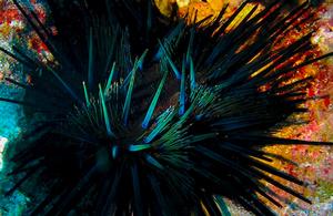 The sea urchins aren't black when you look close photo copyright Annika Thomson taken at  and featuring the  class