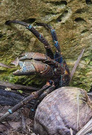 Coconut Crab photo copyright Annika Thomson taken at  and featuring the  class