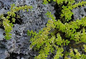 Vegetation amongst limestone cliffs photo copyright Annika Thomson taken at  and featuring the  class