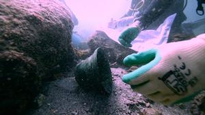 Archaeologists recover the oldest ship’s bell ever found. photo copyright Nora Rappaport taken at  and featuring the  class