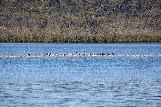 Bird Life in behind Fraser Island - if your draft allows, it is a great trip up between the mainland and the island. ©  John Curnow