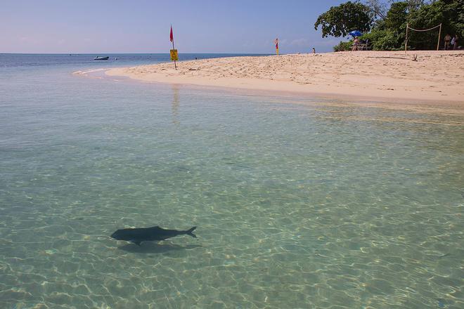 Giant Trevally were happy to come really close for inspection, but who's looking at whom? ©  John Curnow