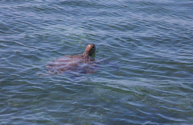 Green Turtle - just letting you know where it was before darting off again. ©  John Curnow