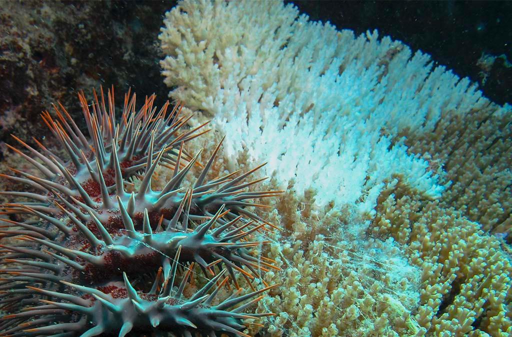 A crown of thorns destroying the reef © Annika Thomson