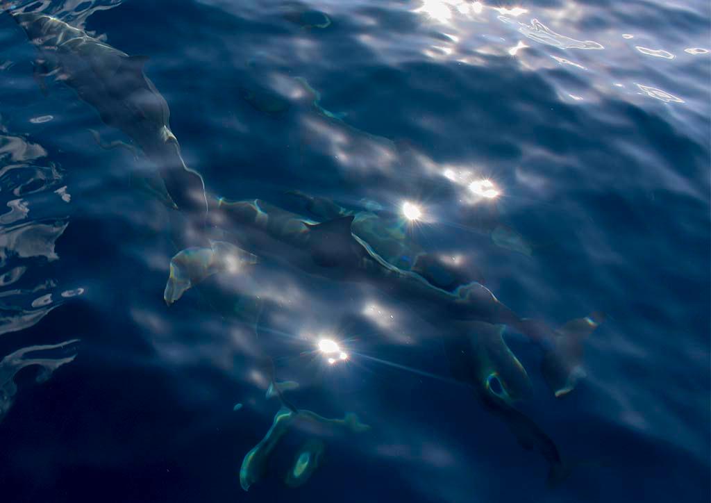 Dolphins playing on the bow © Annika Thomson