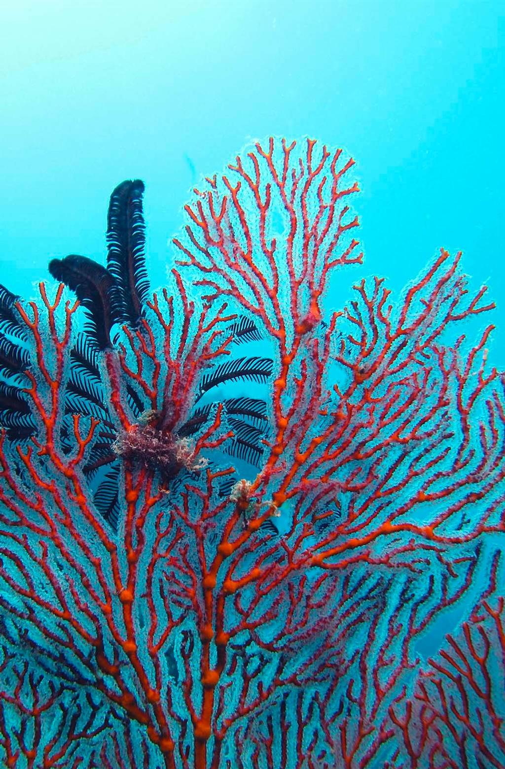 Fan Corals © Annika Thomson