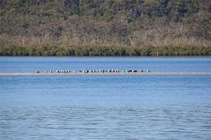Bird Life in behind Fraser Island - if your draft allows, it is a great trip up between the mainland and the island. photo copyright  John Curnow taken at  and featuring the  class