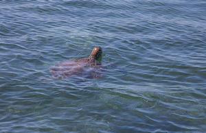 Green Turtle - just letting you know where it was before darting off again. photo copyright  John Curnow taken at  and featuring the  class