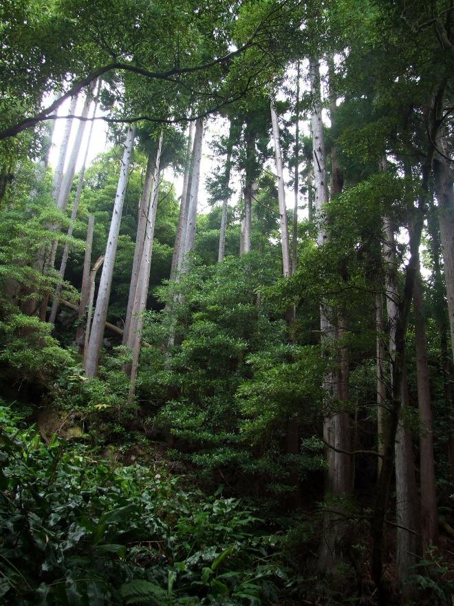 An hour walk down through the mountain trail © SV Taipan