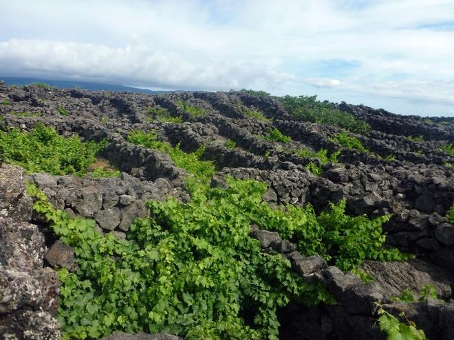 Lagido. Walls around each vine. No trellis © SV Taipan