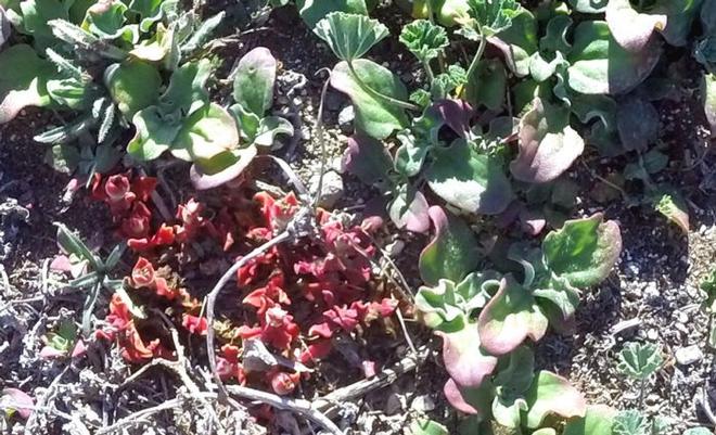 Santa Barbara Island ice plant © Bluewater Cruising Association