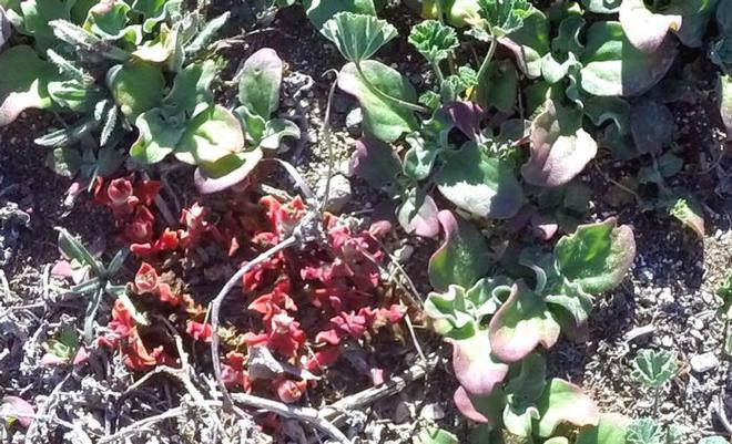 Santa Barbara Island ice plant © Bluewater Cruising Association