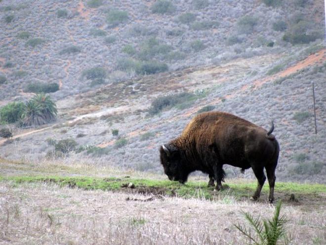 Buffalo in Santa Catalina Island © Bluewater Cruising Association