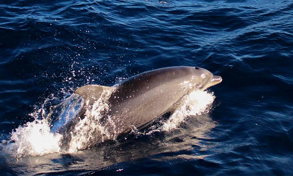 Dolphins © Annika Thomson