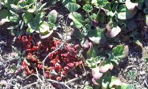 Santa Barbara Island ice plant photo copyright Bluewater Cruising Association taken at  and featuring the  class
