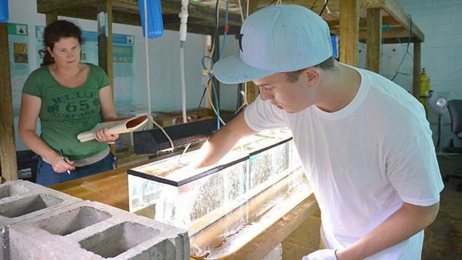 Sean McNally and his mentor at the Bermuda Institute of Ocean Sciences, Rachel Parsons, place corals in the tanks at the beginning of the experiment. © Bermuda Institute of Ocean Sciences