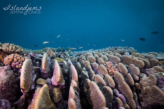 Jemma scuba diving the reefs surrounding Raine Island with Mike Ball Dive Expeditions. © Jemma Craig, @Islandjems