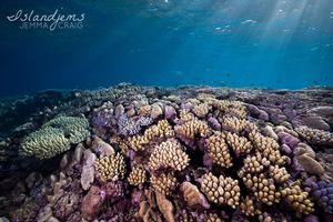 Jemma scuba diving the reefs surrounding Raine Island with Mike Ball Dive Expeditions. photo copyright Jemma Craig, @Islandjems taken at  and featuring the  class