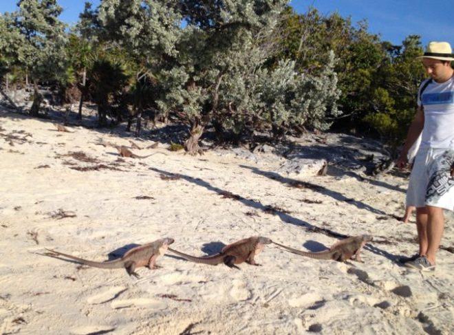 These iguanas are native only to Guana Cay. © Bluewater Cruising Association