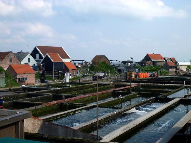 Purging muscles and oysters at Yeseka © SV Taipan
