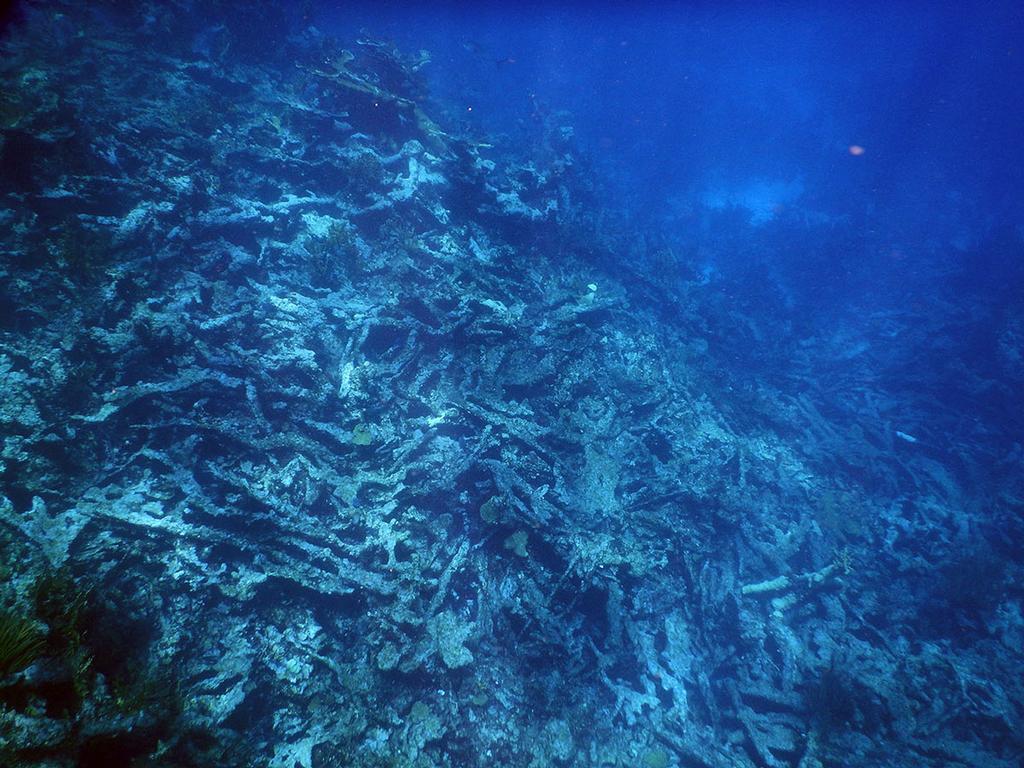 This Elkhorn coral (Acropora palmata) near Buck Island, U.S. Virgin Islands has died and collapsed. As coral reef structure degrades, valuable habitat for marine life is lost and nearby coastlines become more susceptible to storms, waves and erosion. © Curt Storlazzi, USGS