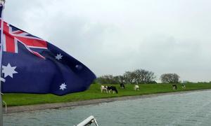 Cows, Veere, a little further north photo copyright SV Taipan taken at  and featuring the  class
