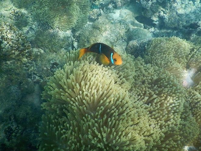 Found Nemo! © Freedom and Adventure