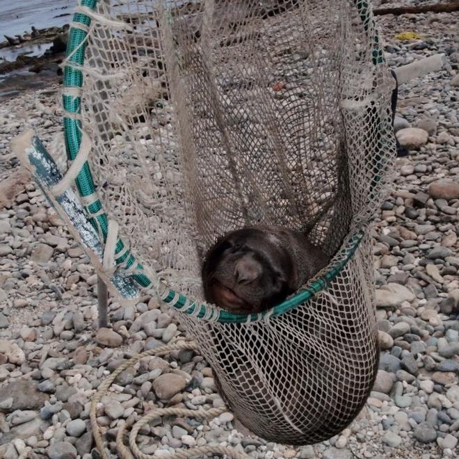 A pup that fell asleep in the net while being weighed © Steller Watch