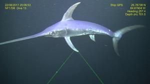 A swordfish Xiphius gladius at the ‘Wall in the North’ dive site southwest of Tampa, Florida photo copyright  NOAA Southeast Deep Coral Initiative and PRS taken at  and featuring the  class