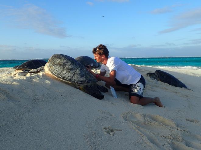 Jan Willem Staman carefully numbers a sea turtle on the beach at French Frigate Shoals, Northwestern Hawaiian Islands ©  Marylou Staman / NOAA Fisheries