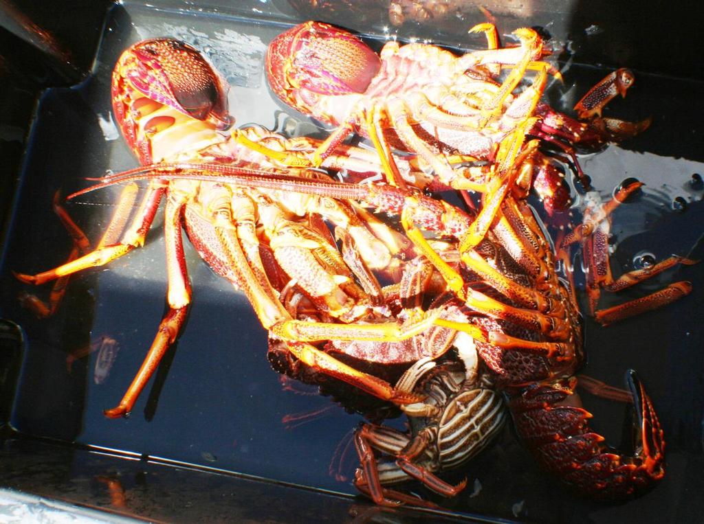 Tasmanian crayfish currently banned from consumption © Carl Hyland