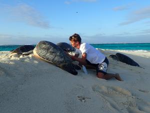 Jan Willem Staman carefully numbers a sea turtle on the beach at French Frigate Shoals, Northwestern Hawaiian Islands photo copyright  Marylou Staman / NOAA Fisheries taken at  and featuring the  class