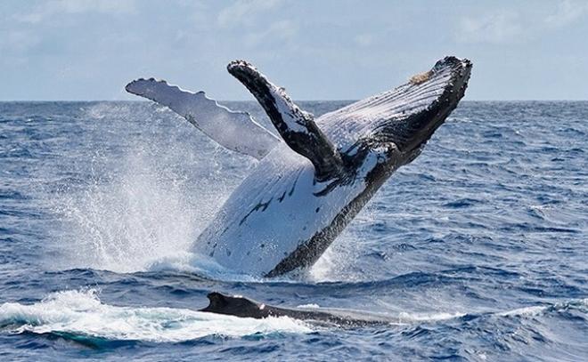 Whale watching was a highlight for many, including Peter and Victoria Chenard. © Riviera Australia