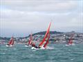 Squib Nationals 2025 at Torbay Day 5 © Nicola Davies