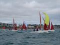 Squib Nationals 2025 at Torbay Day 5 © Nicola Davies